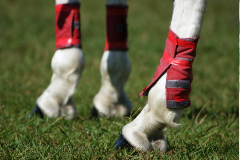 6 Best Fly Boots for Horses Harassed by Bugs - Horse Rookie