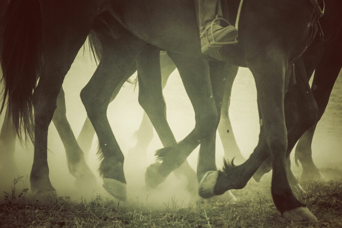 6 Best Fly Boots for Horses Harassed by Bugs Horse Rookie