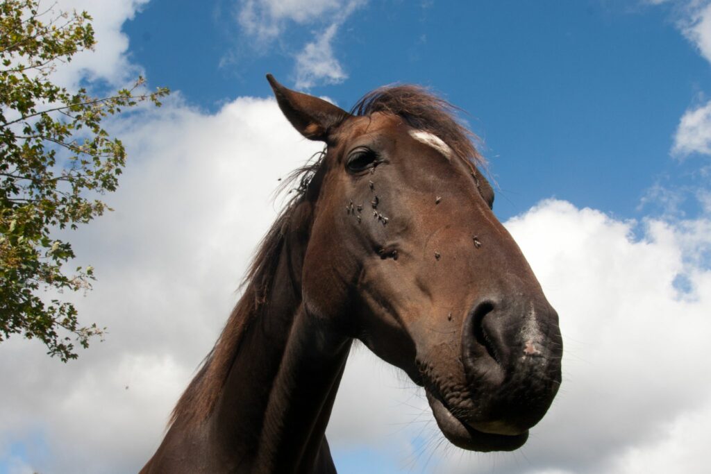 horse with flies on face