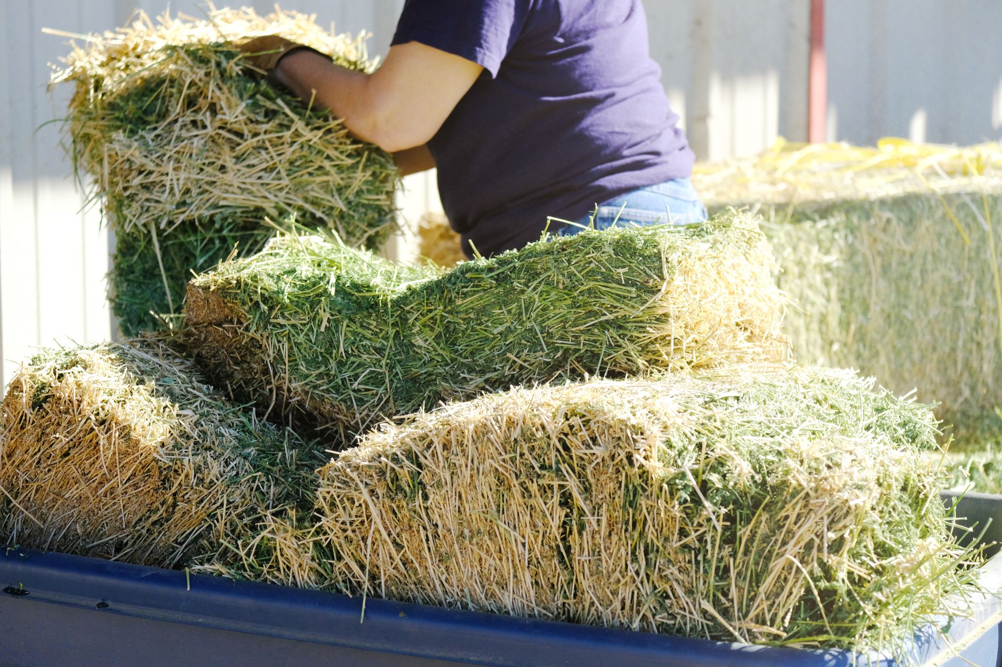 Hay Bale Facts and Figures (Sizes, Types, Costs)