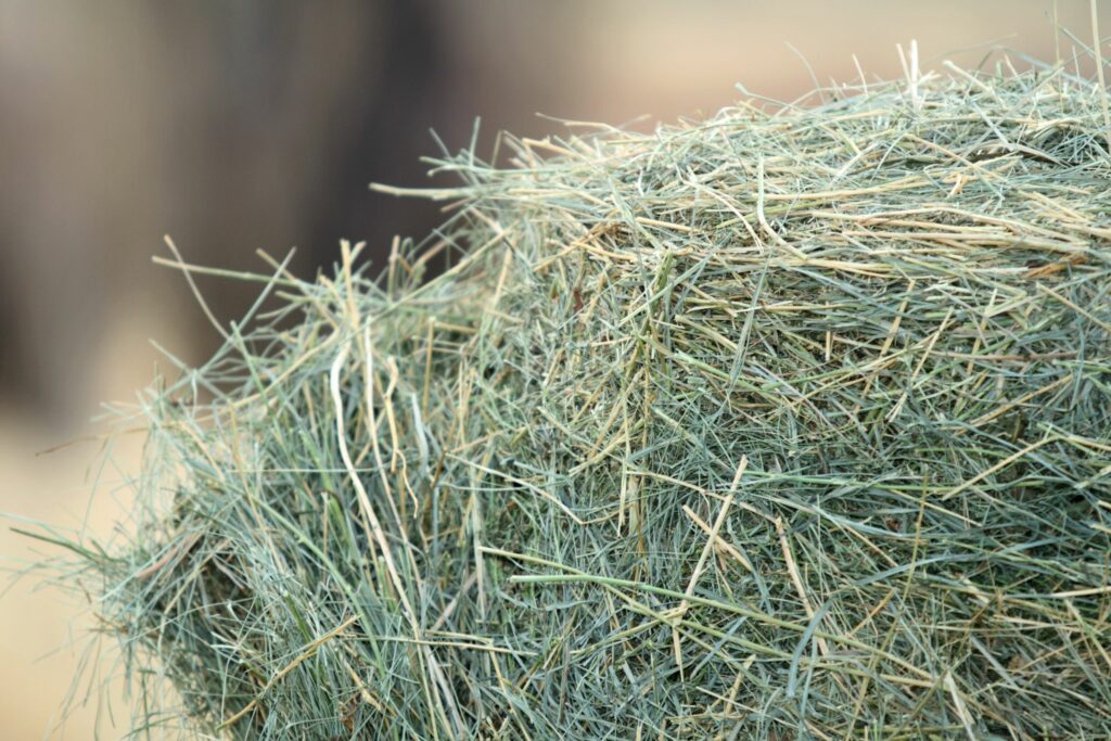 closeup of grass hay