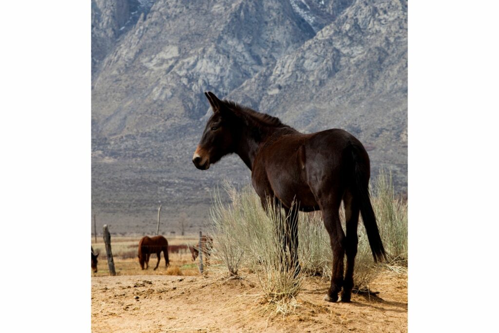 dark colored mule in desert 