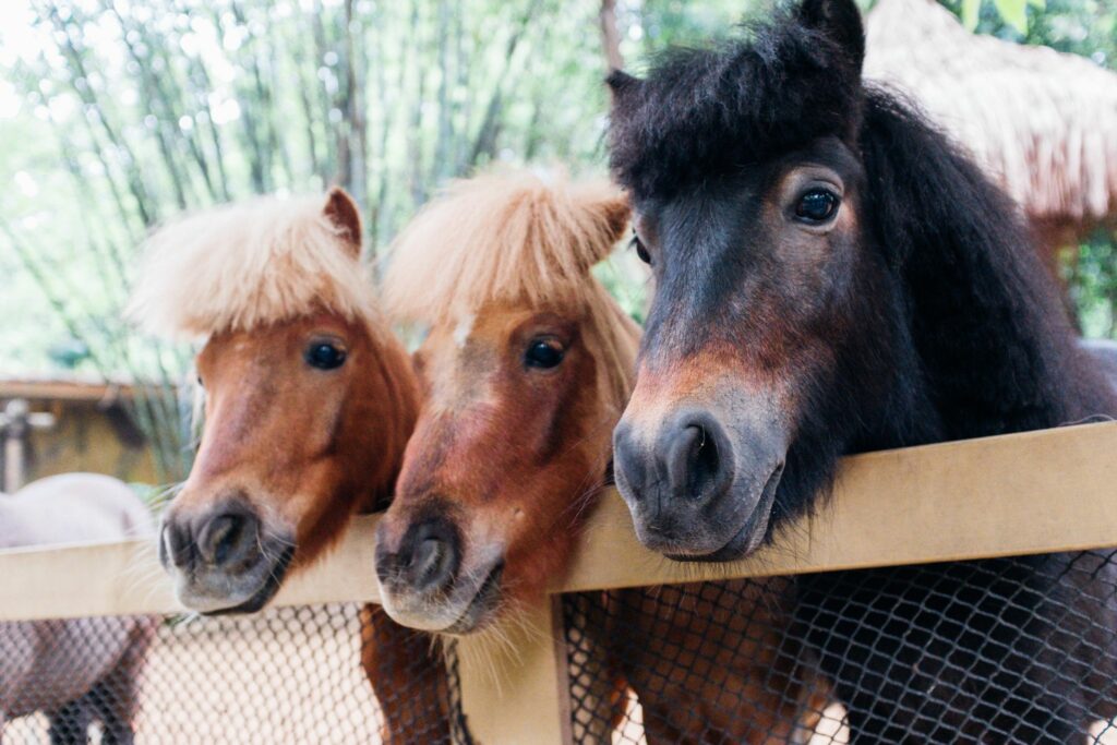 three ponies with heads over fence board