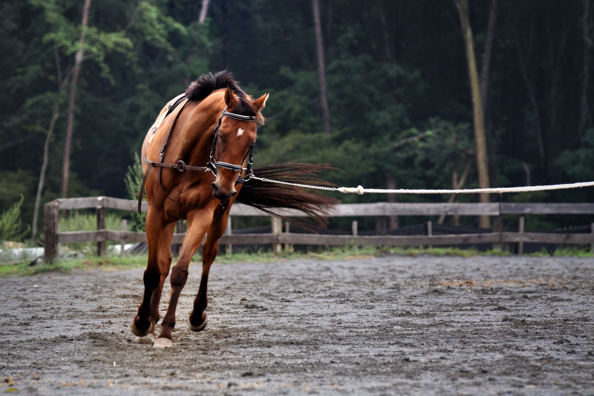 How to Train a Horse (Helpful Techniques & Timing) - Horse Rookie