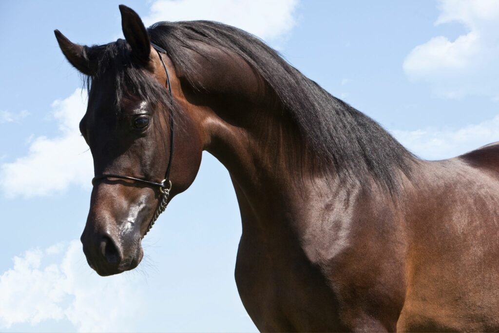 bay arabian horse with blue sky and clouds in the background