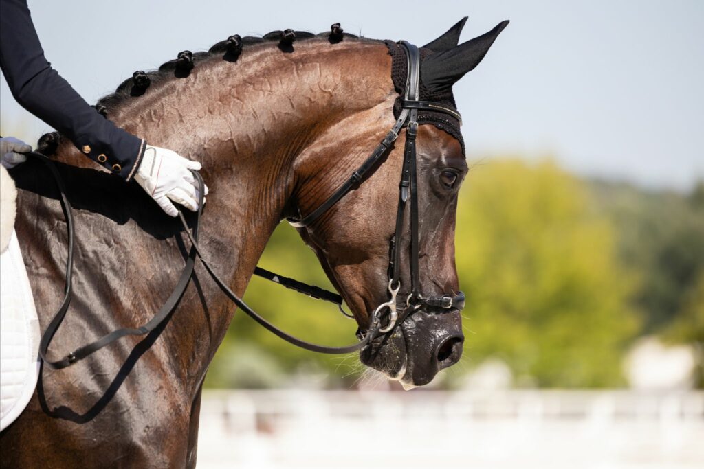 bay dressage horse and gloved hand holding reins