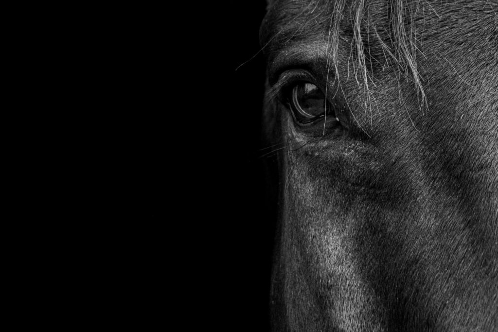 black and white closeup of horse's eye
