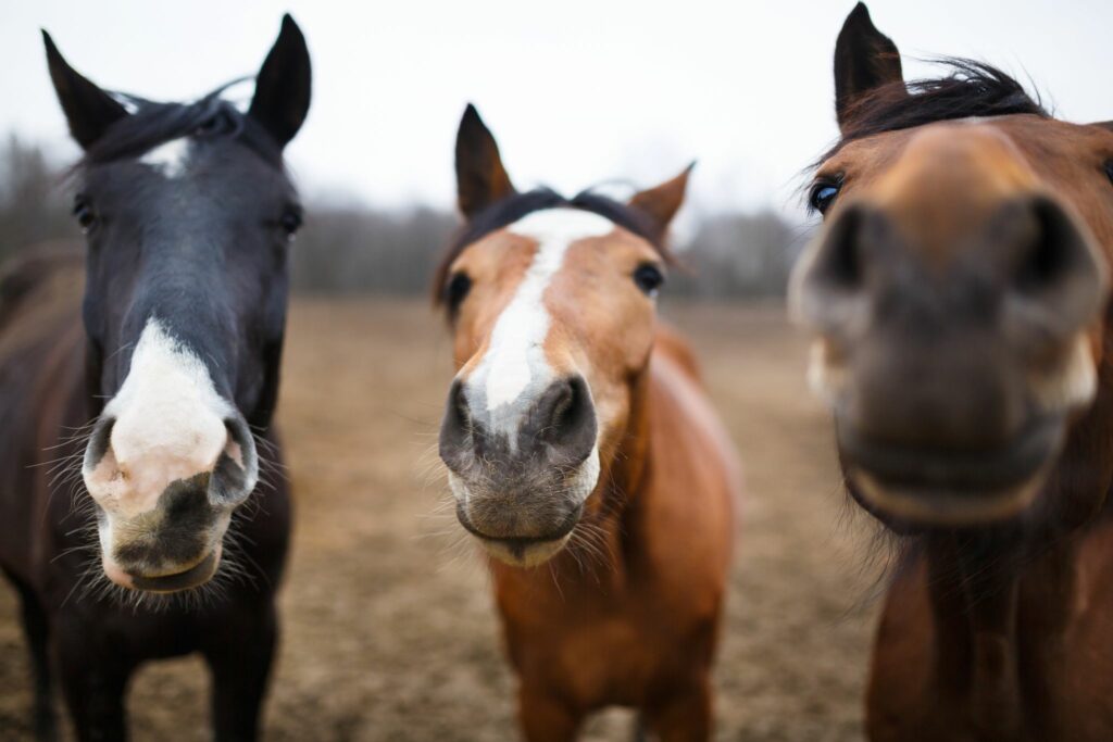 three horses looking at the camera