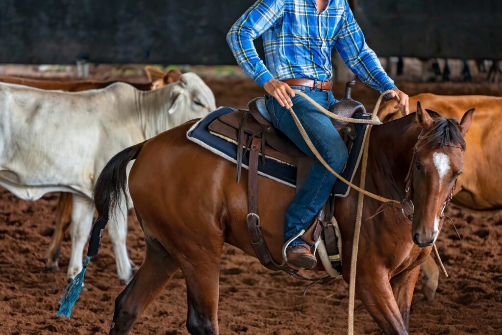 bay horse ridden Western with cattle