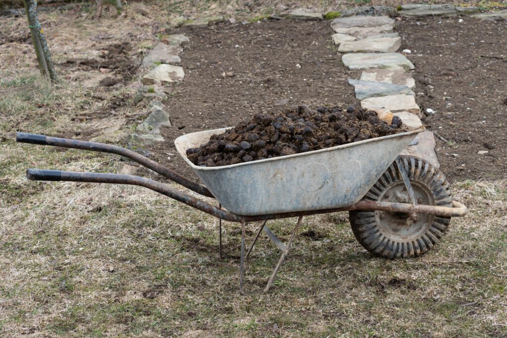 horse manure in a wheelbarrow in front of a garden plot
