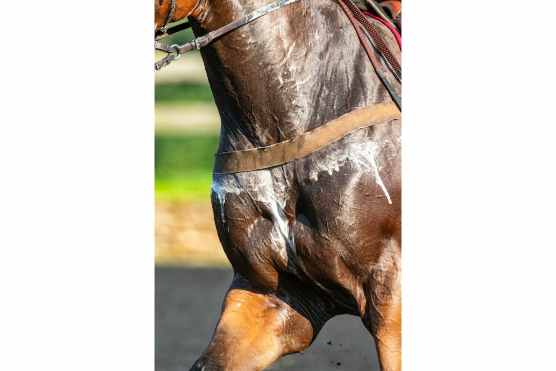 The Fascinating Science Behind Horse Sweat Horse Rookie