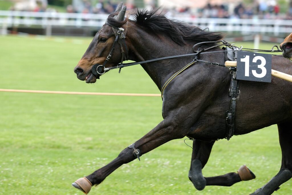 dark colored pacing racehorse on turf