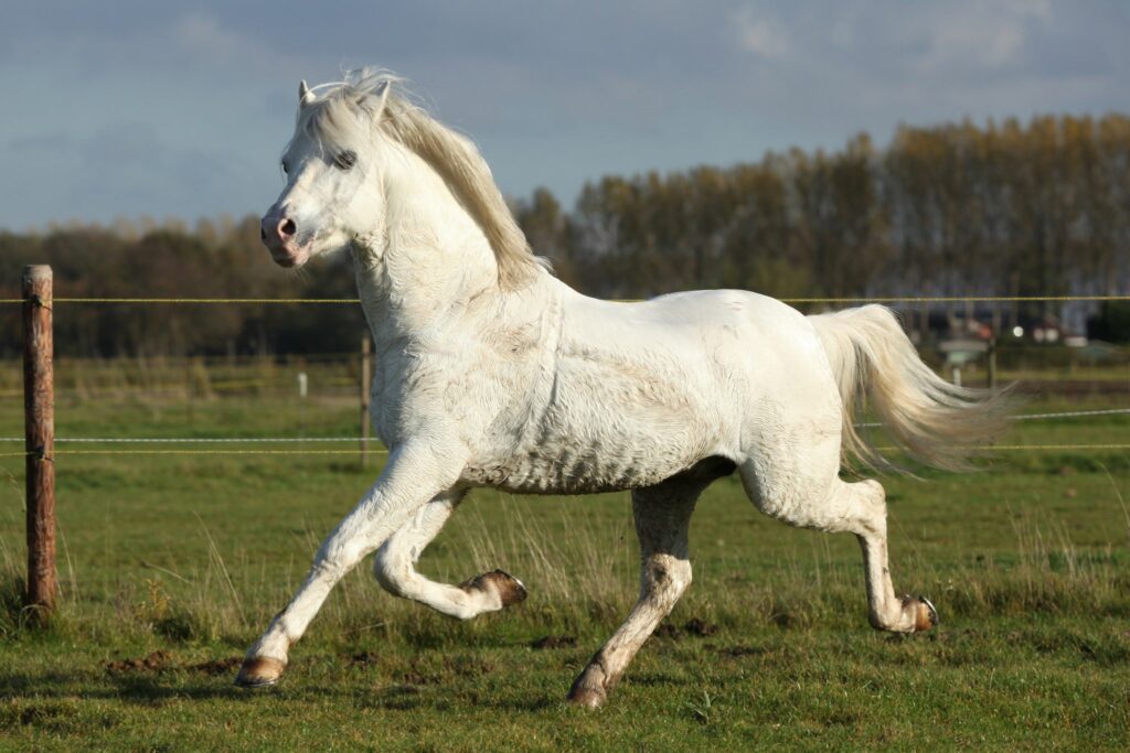 white pony extended trot