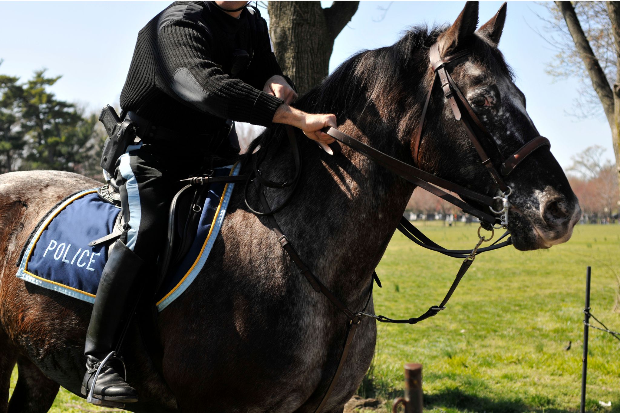 Behind the Shield The Police Horse Past & Present Horse Rookie