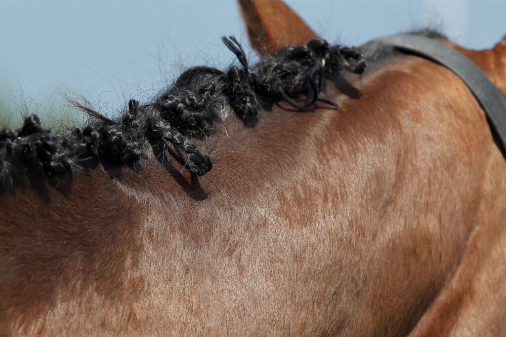 messy horse braids on a bay horse