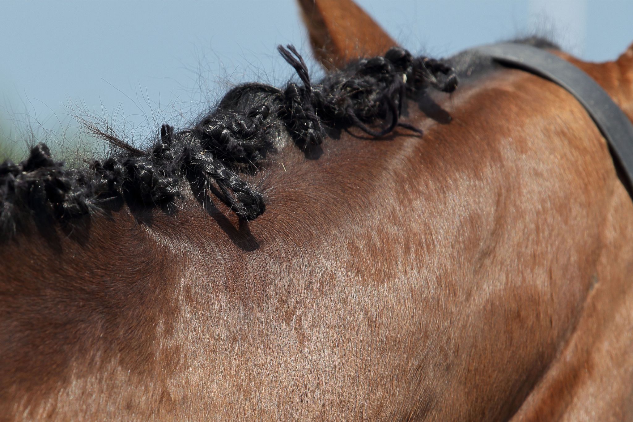 Horse Mane Braiding Demystified (Tools, Types, FAQs) Horse Rookie