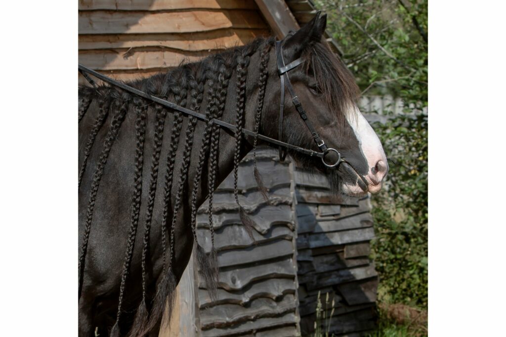 black horse with very long mane braided