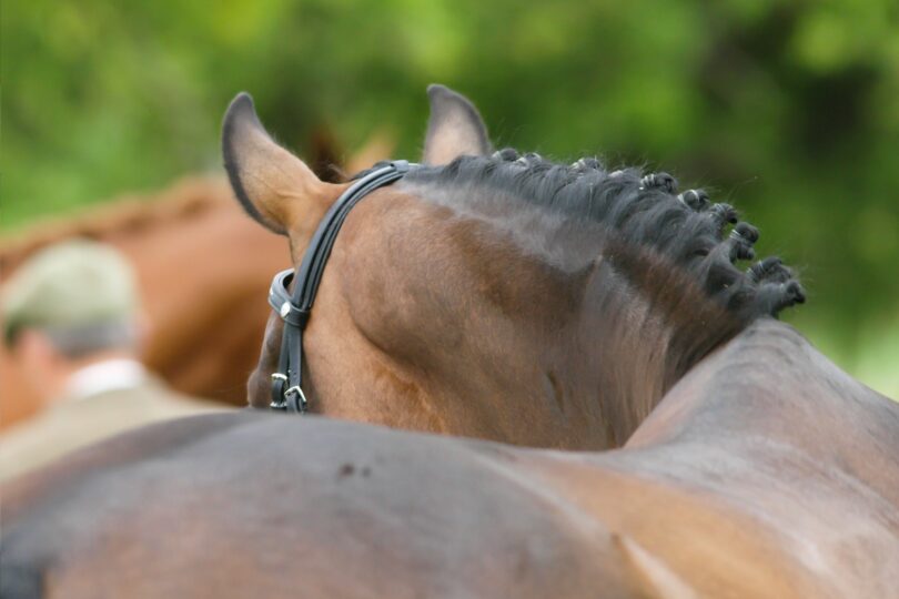 bay horse with braided mane