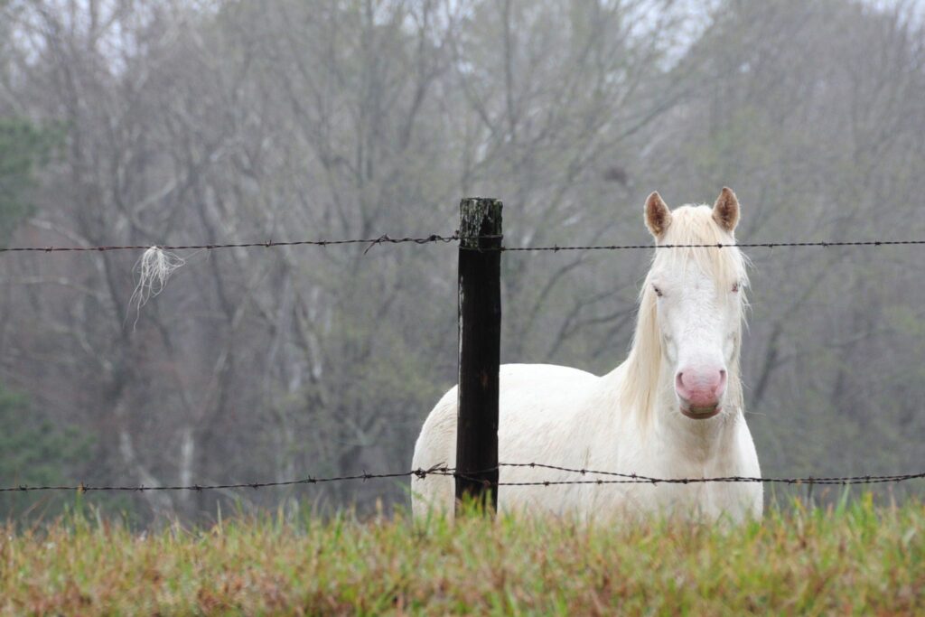 white horse behind barbed wire fence