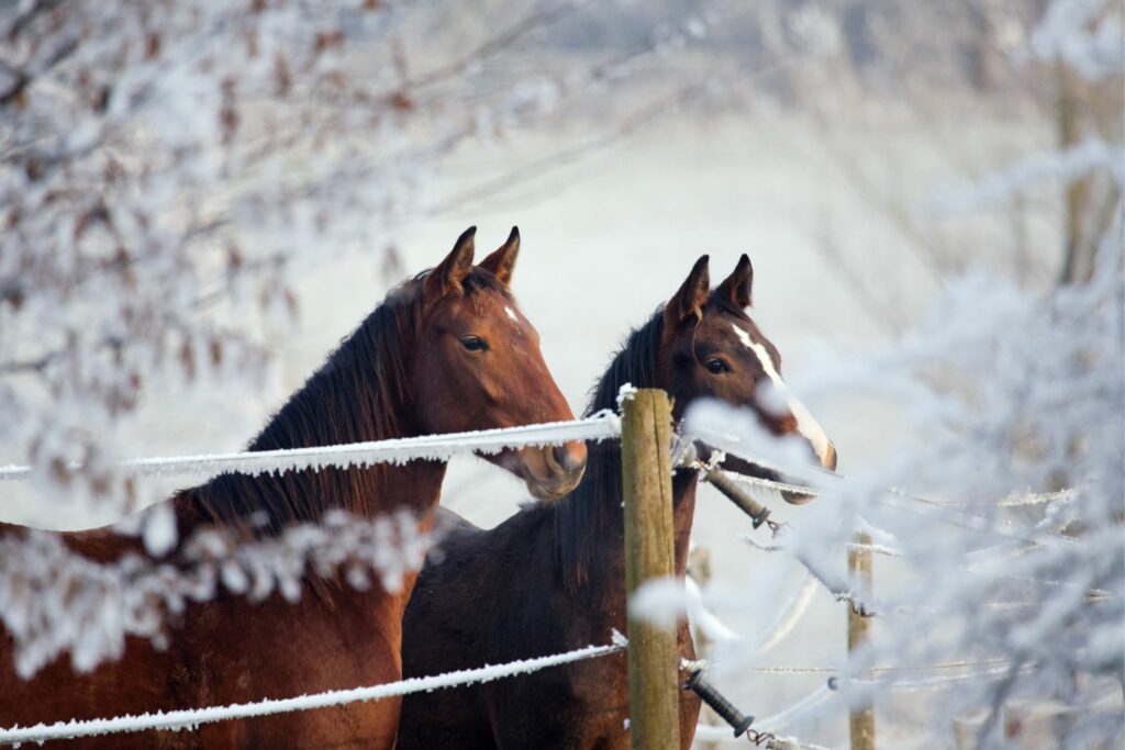 two horses behind an electric fence