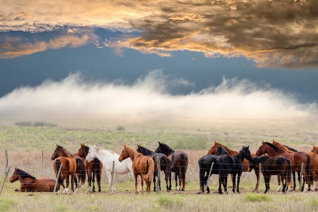 herd of horses behind metal mesh fence