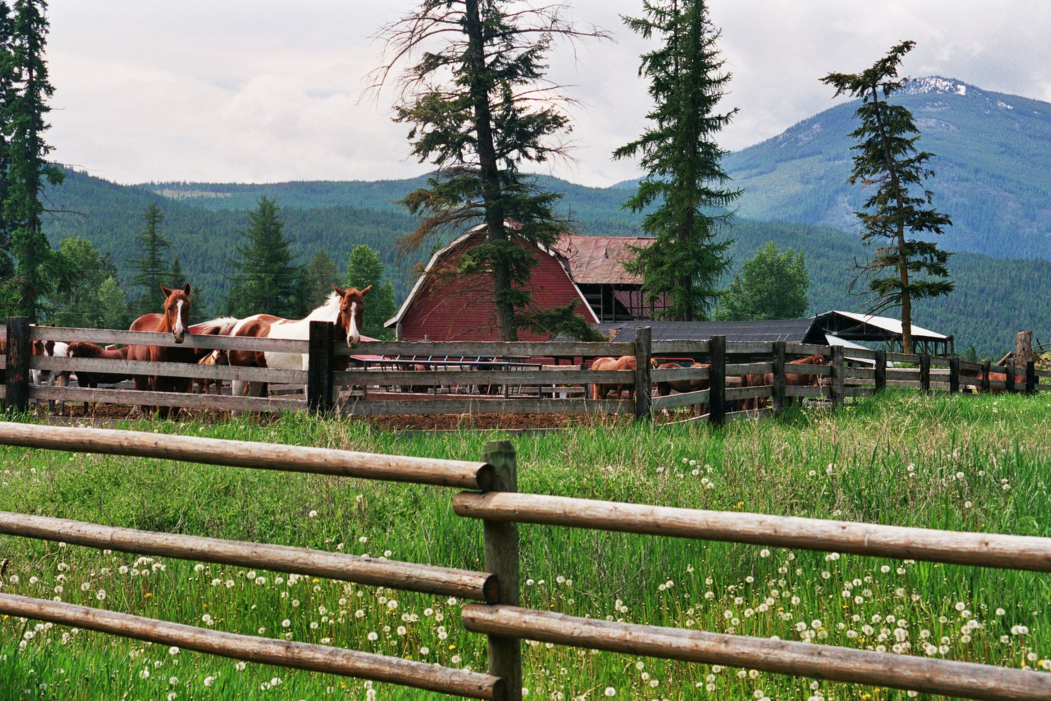 Healthy Boundaries How Tall Should Horse Fencing Be Horse Rookie