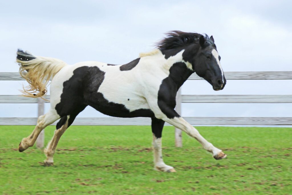 paint horse galloping across pasture
