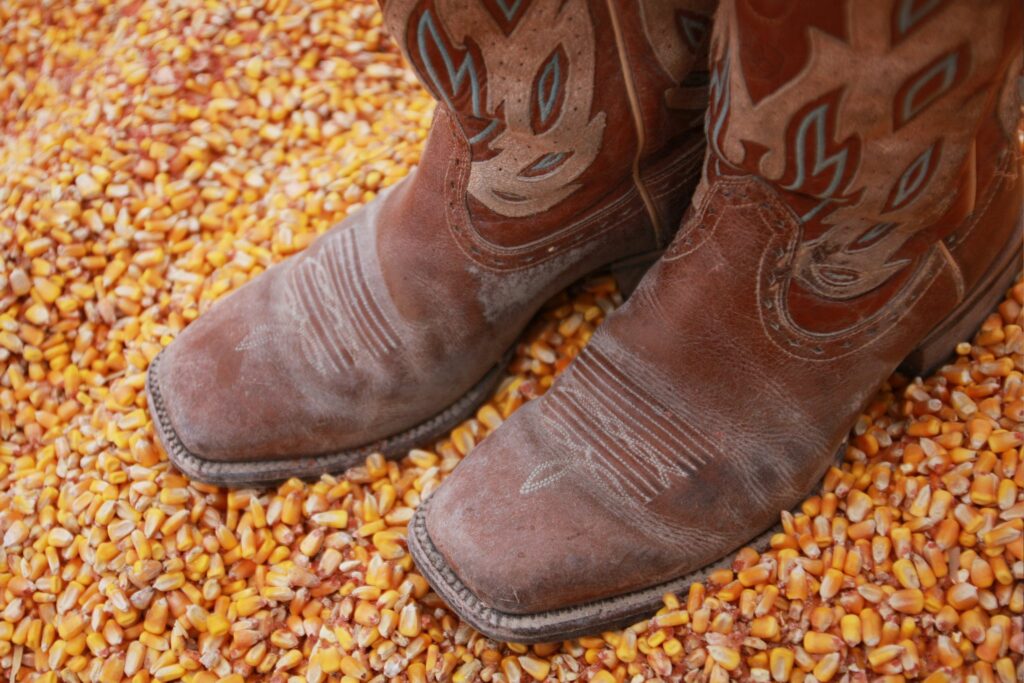 square toe cowboy boots in corn