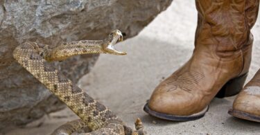 Rattlesnake poised to bite cowboy boot