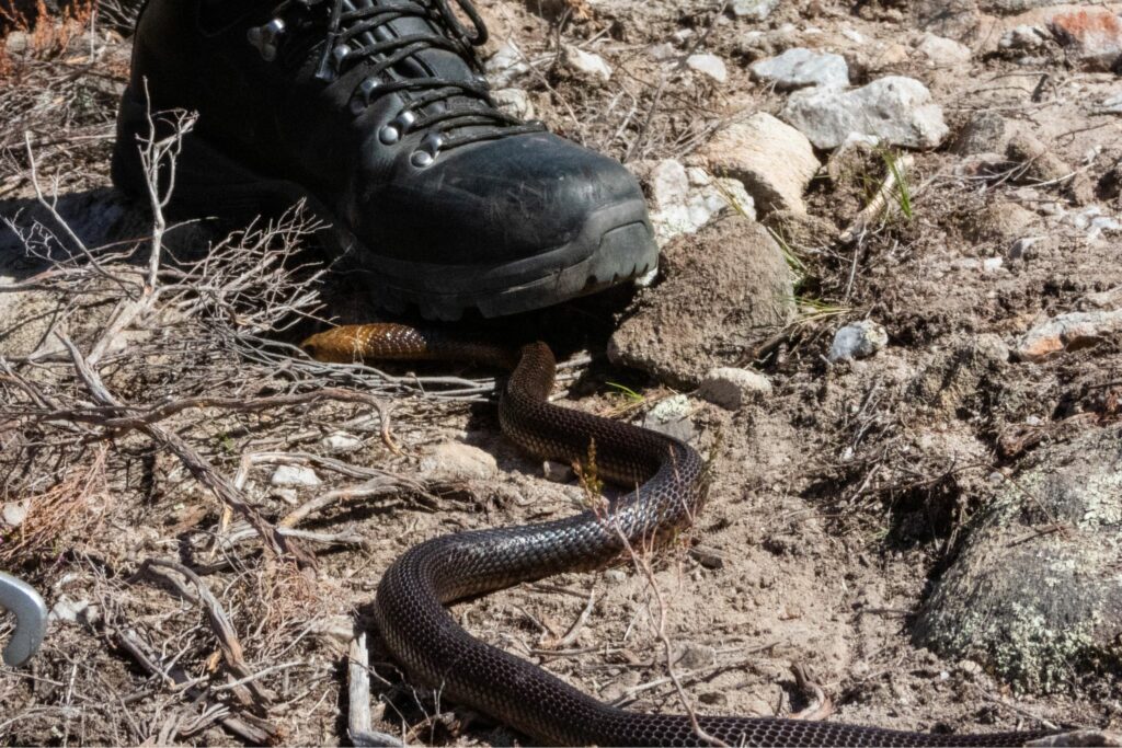 hiking boot stepping on dark colored snake