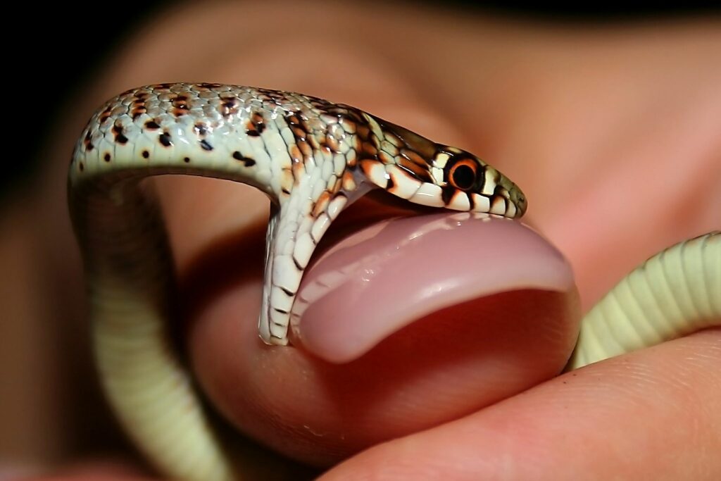 tiny snake tries to bite human fingernail
