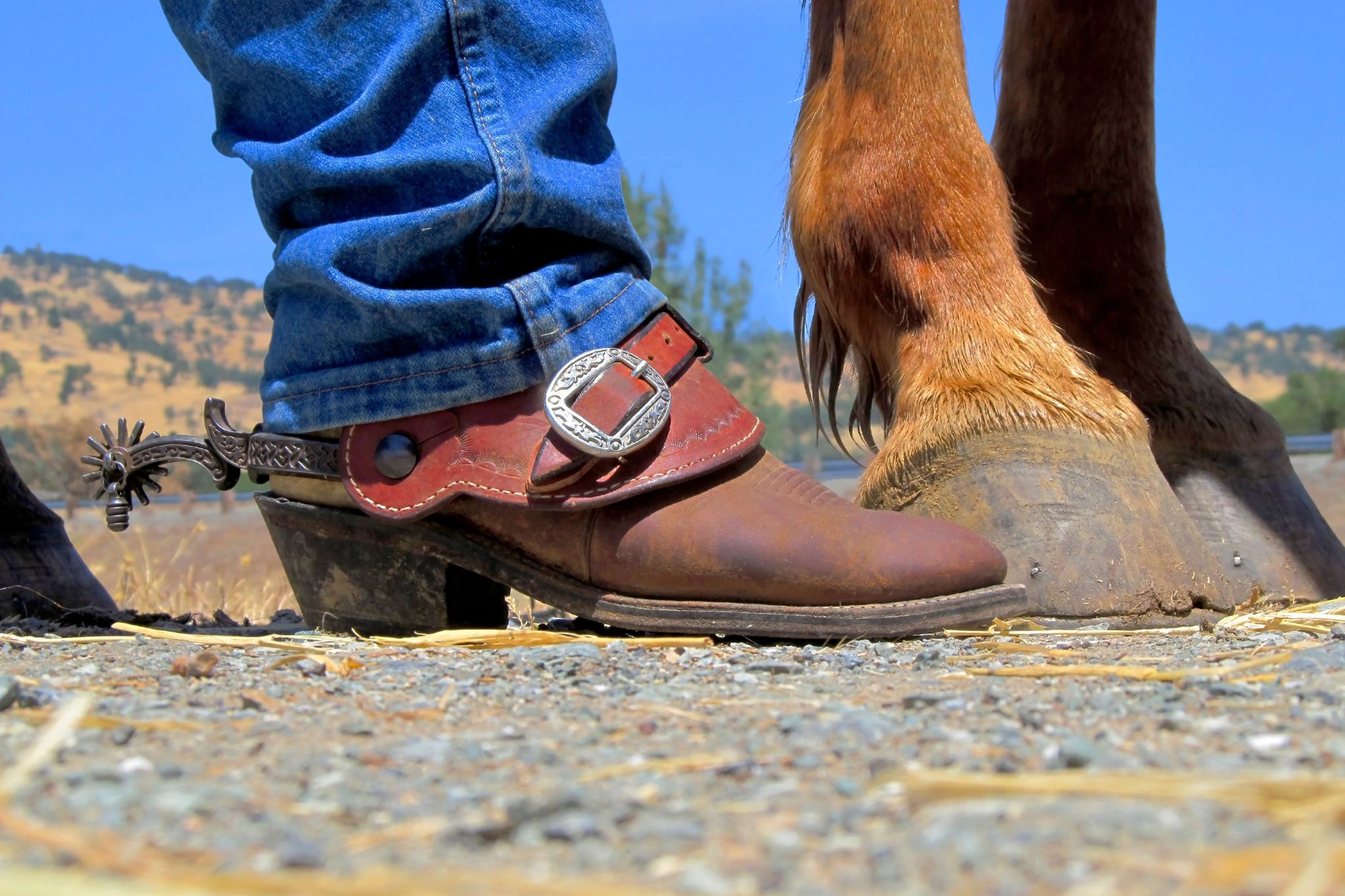 7 Best Spurs for Cowboy Boots and Educated Riders Horse Rookie