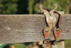 spurs rest on a wooden fence plank