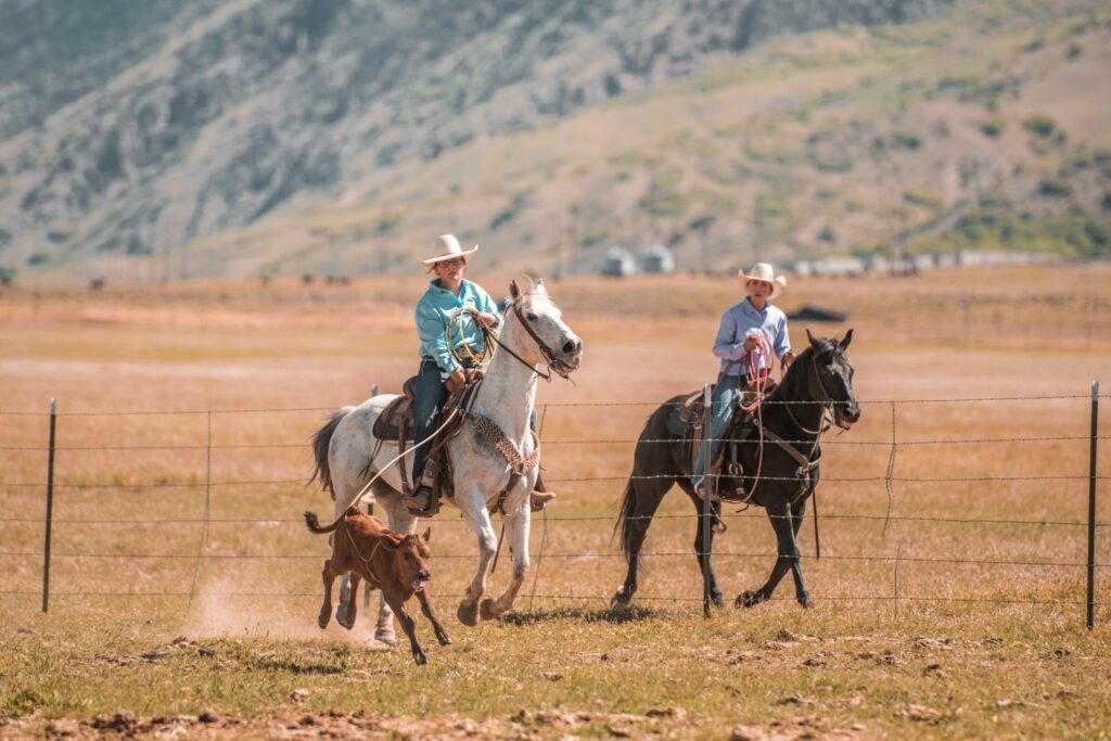 two working ranch horses and a calf
