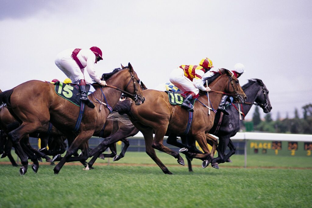 racehorses galloping on turf