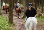 horseback riders on trail ride