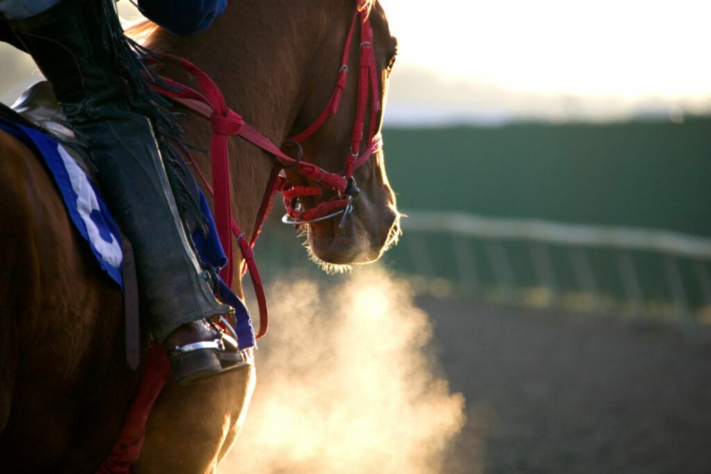 horse breathing during morning exercise