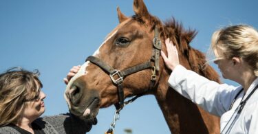 two people examine chestnut horse