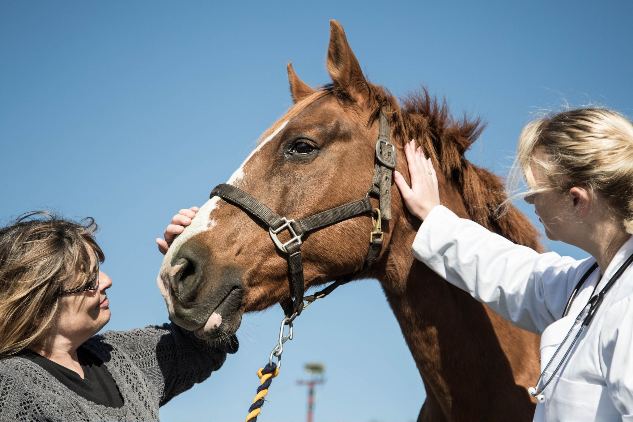 Horse Nosebleeds No Big Deal or Cause for Concern? Horse Rookie