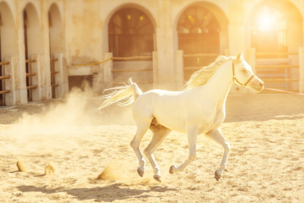 arabian horse galloping over sand