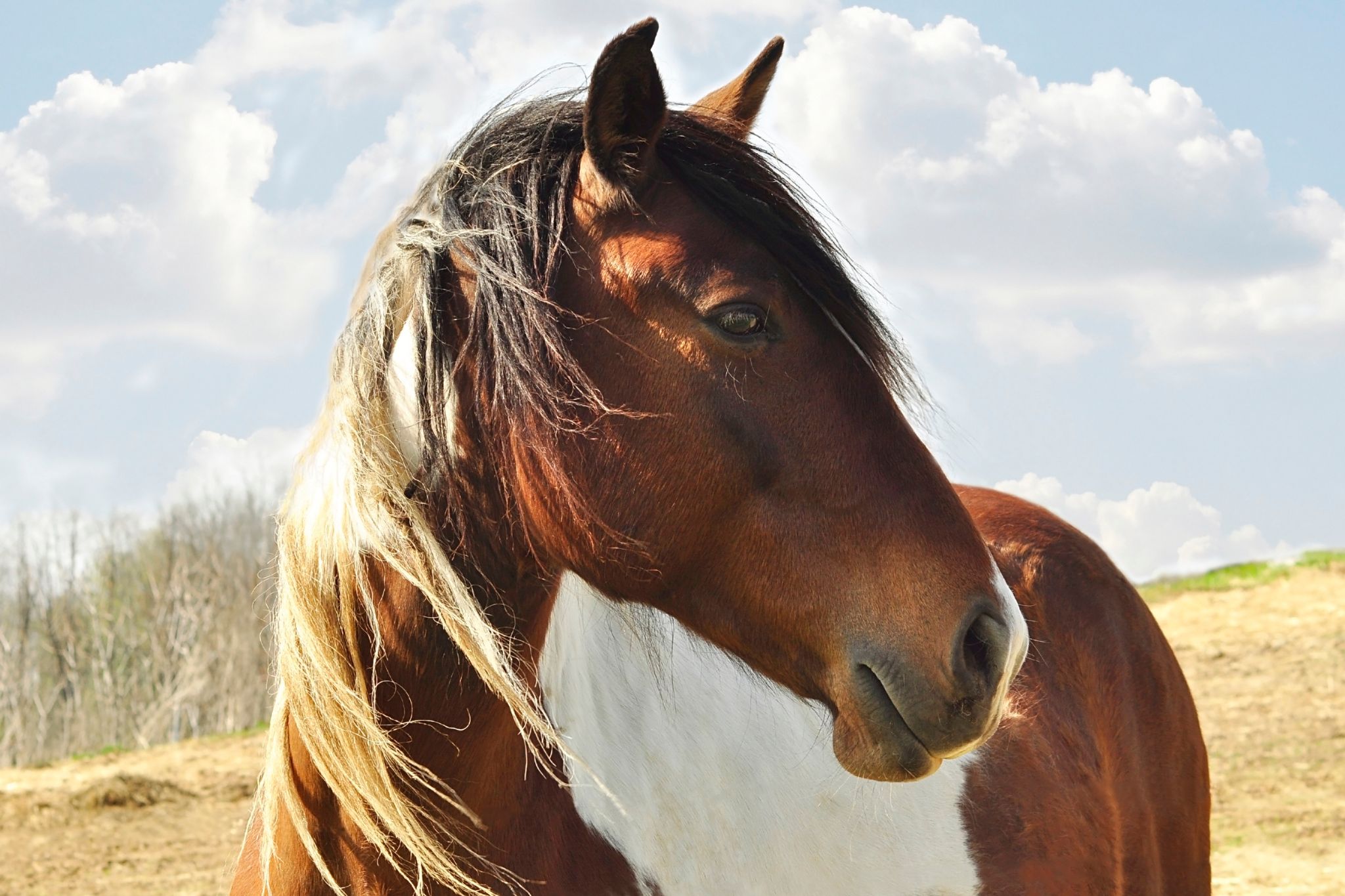 South Jersey Horse Rescue - NPO Sanctuary