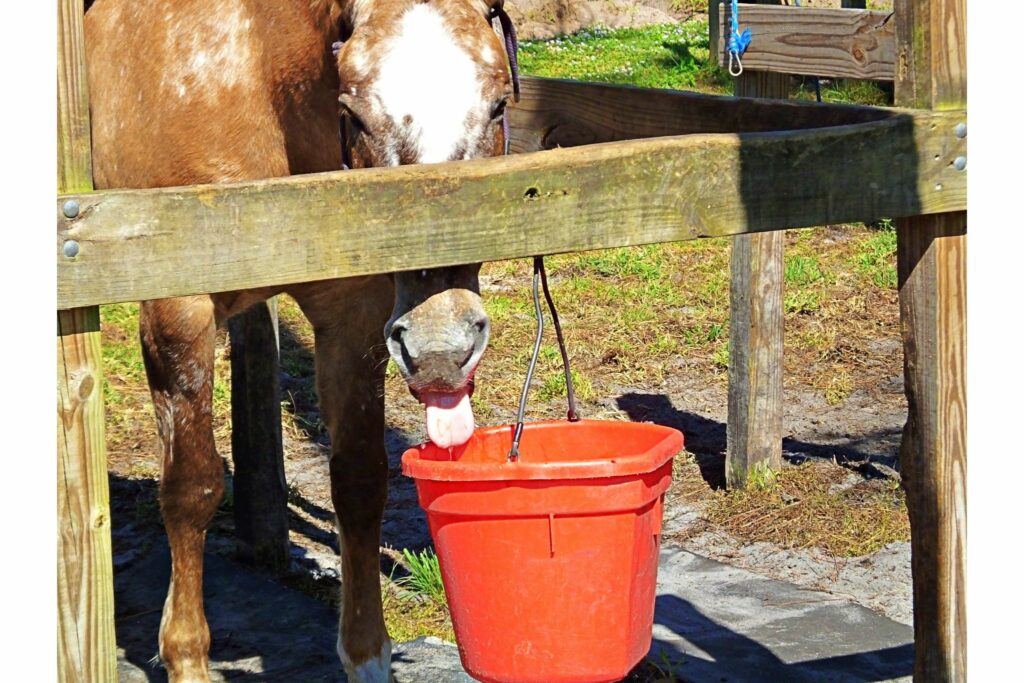 horse with tongue out and orange water bucket