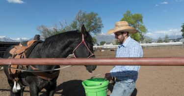 cowboy carrying green water bucket to black horse