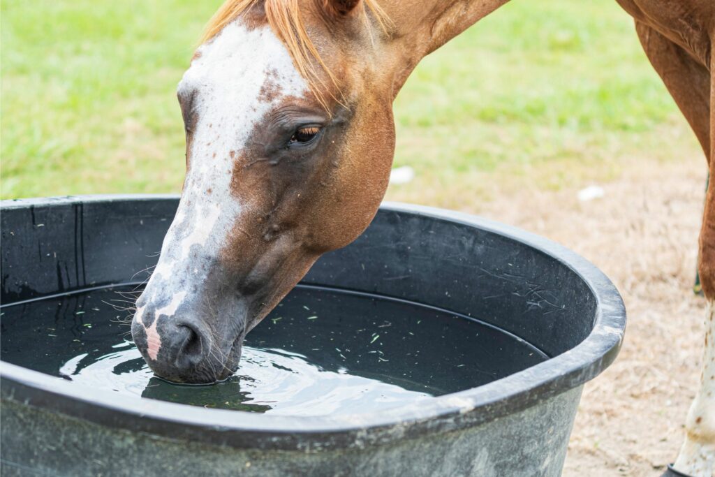 horse drinking from black water trough