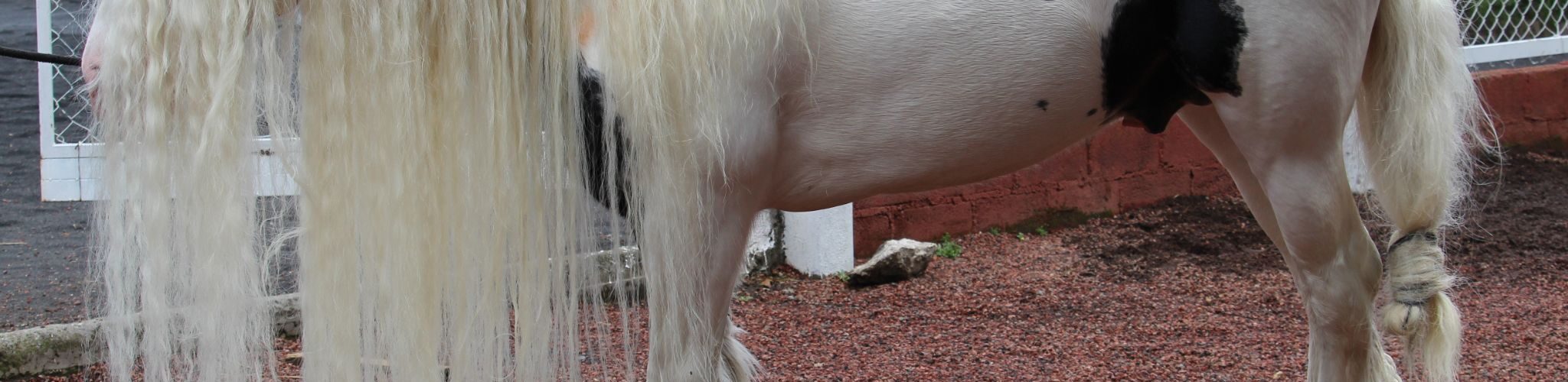 horse with very long mane