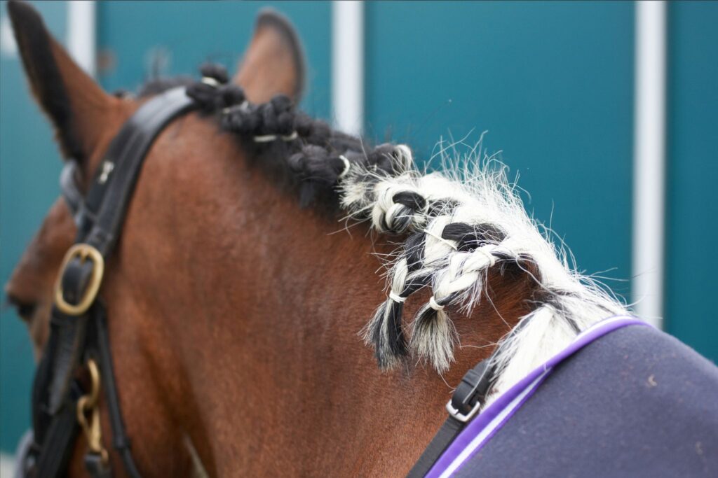 horse rubbing out braids