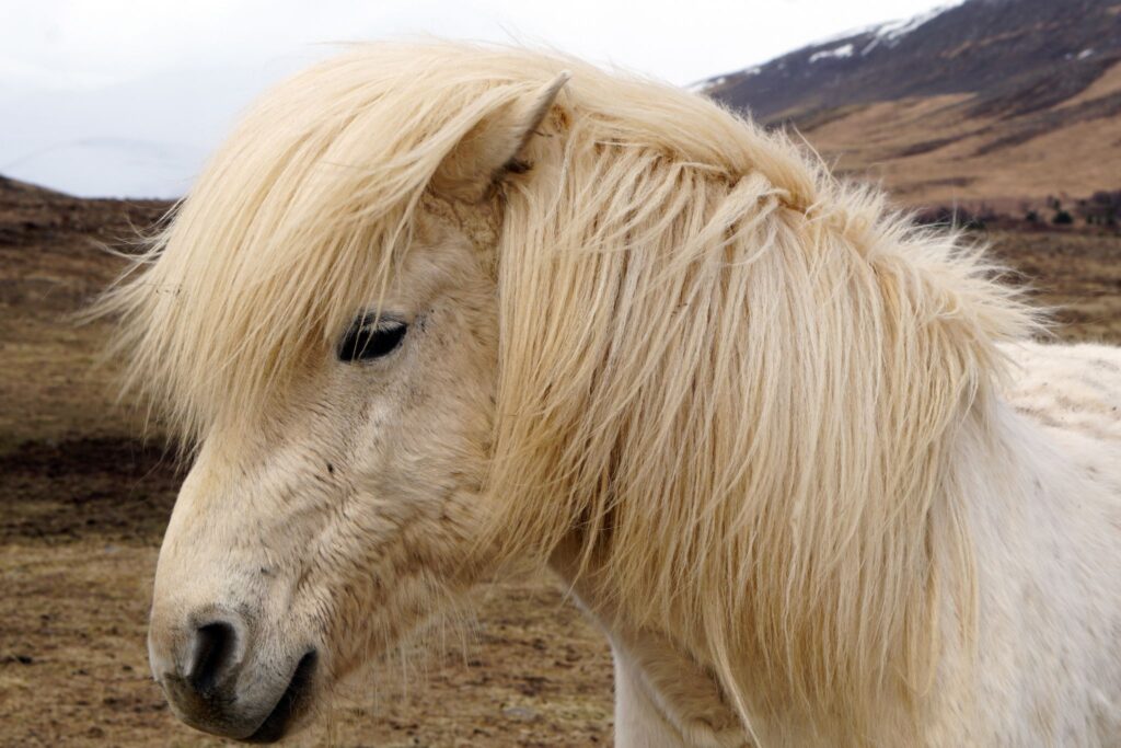 pony with thick mane
