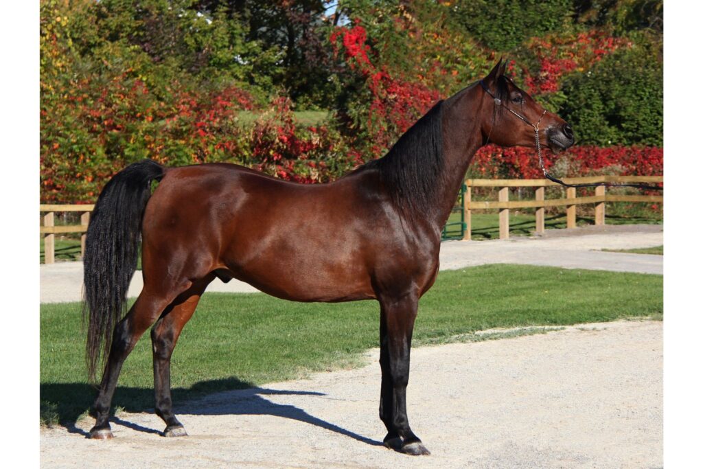 bay arabian horse