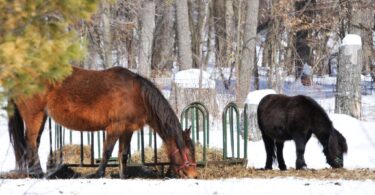 horse and pony eating hay in snow