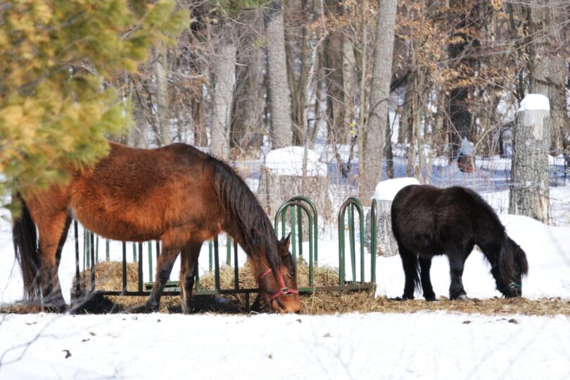 horse and pony eating hay in snow